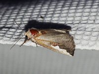 White-Headed Prominent